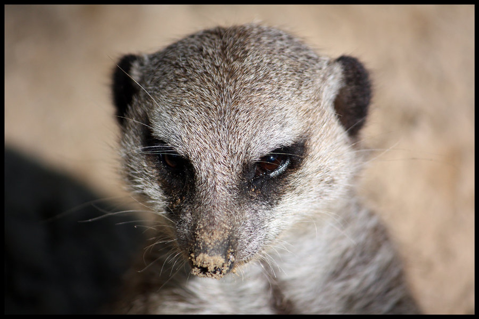Suricate by Jani Bizjak