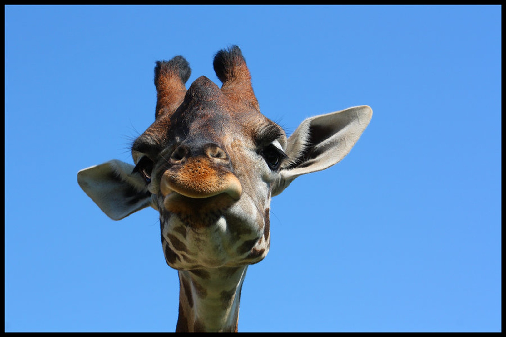 Mister G. Raffe by Jani Bizjak