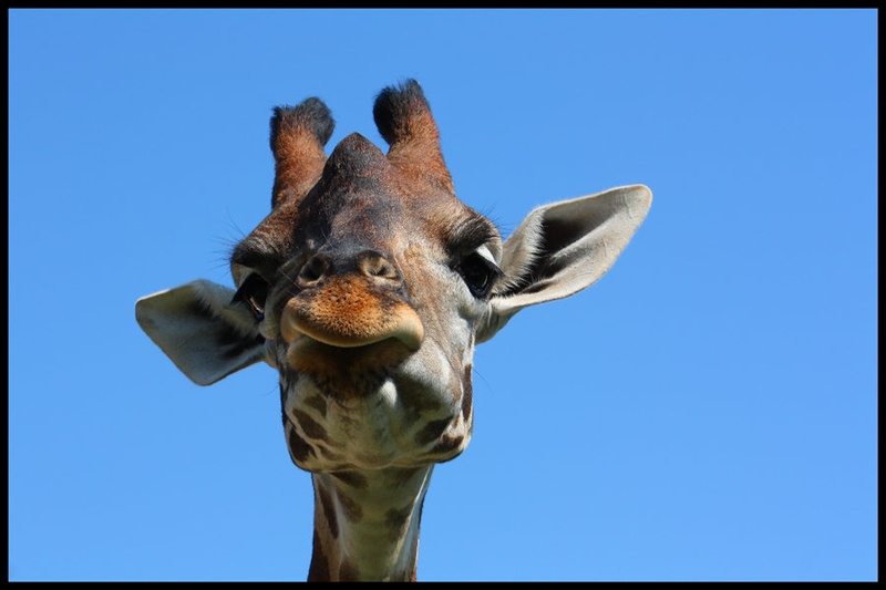 Mister G. Raffe by Jani Bizjak