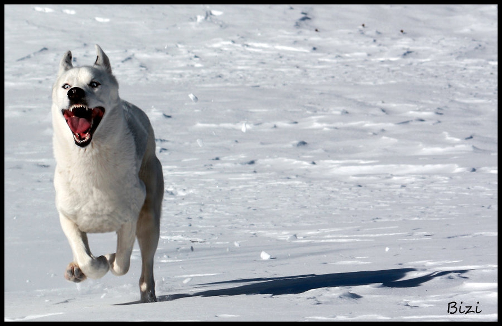 The hounds from hell II by Jani Bizjak