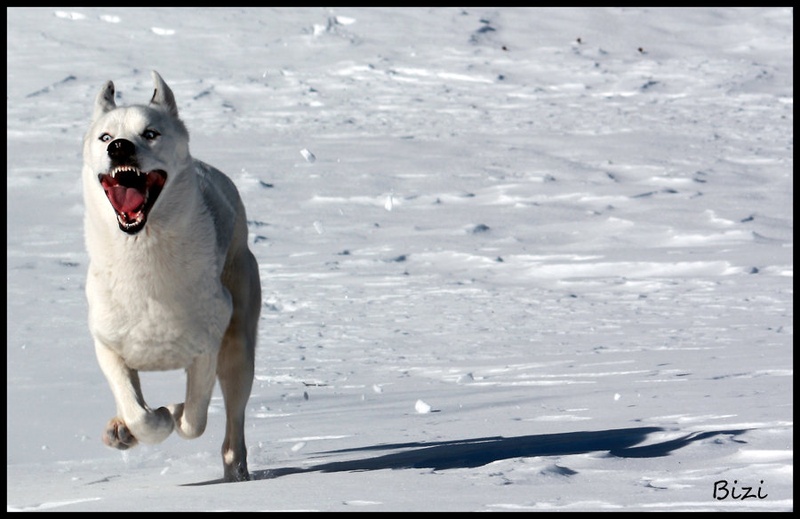 The hounds from hell II by Jani Bizjak