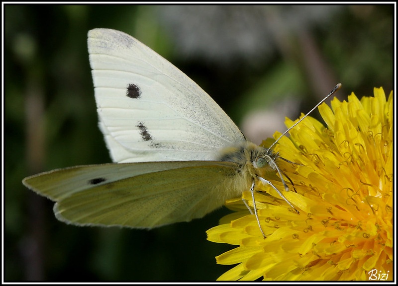 Butterfly by Jani Bizjak