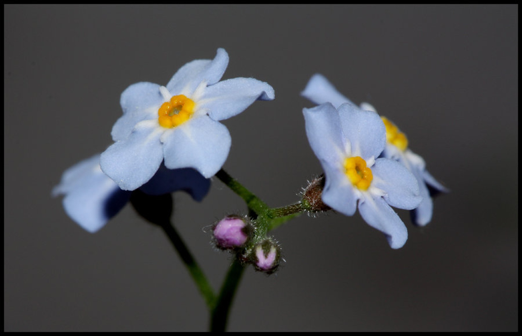 Blue by Jani Bizjak