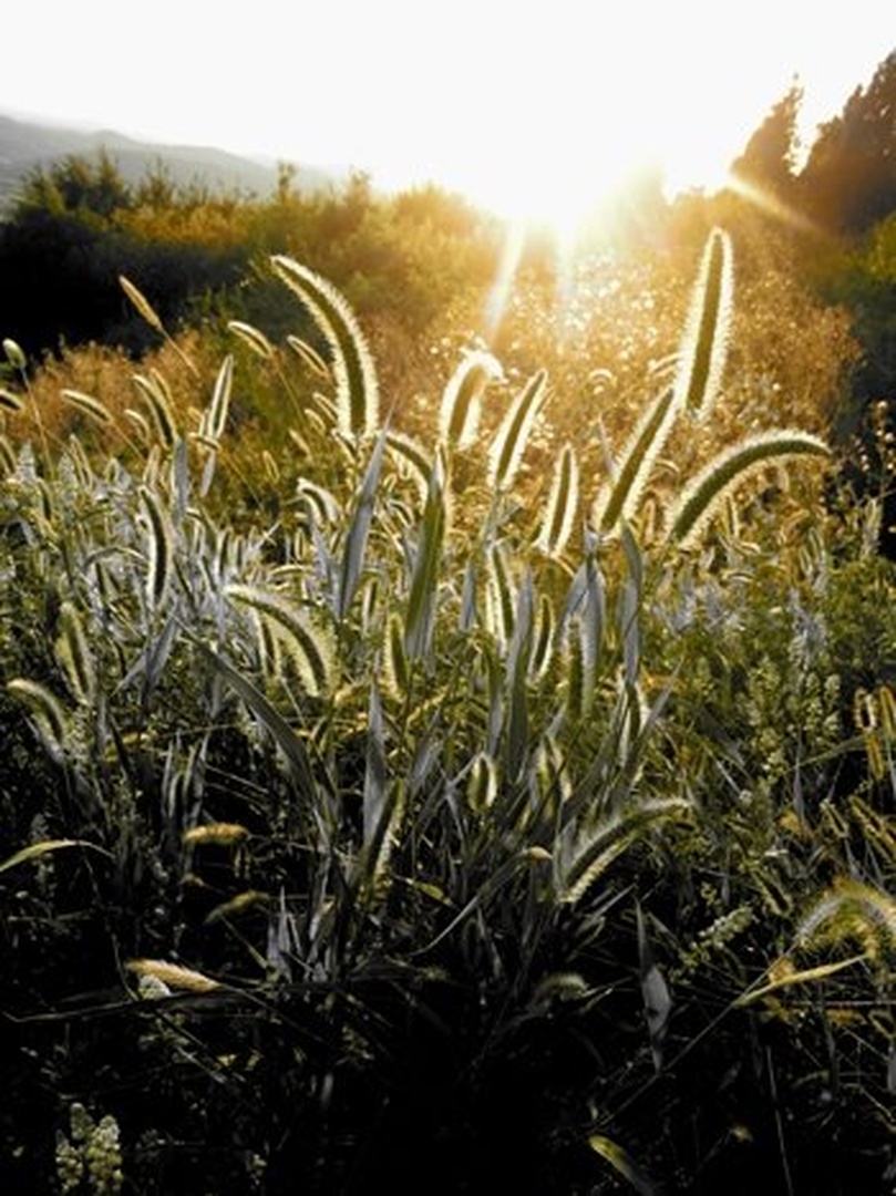 grass in the sun by