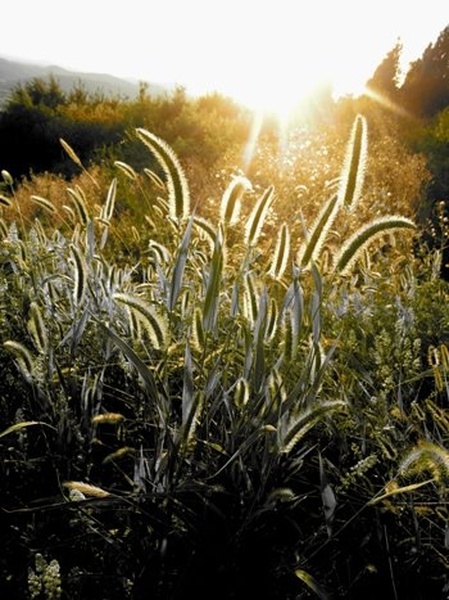 grass in the sun by Limonca