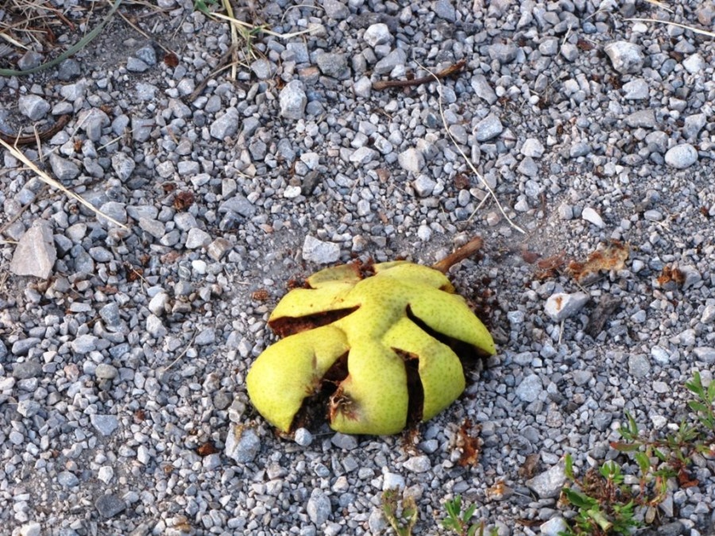 hruškica by