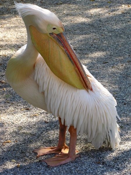 pelikan by Limonca