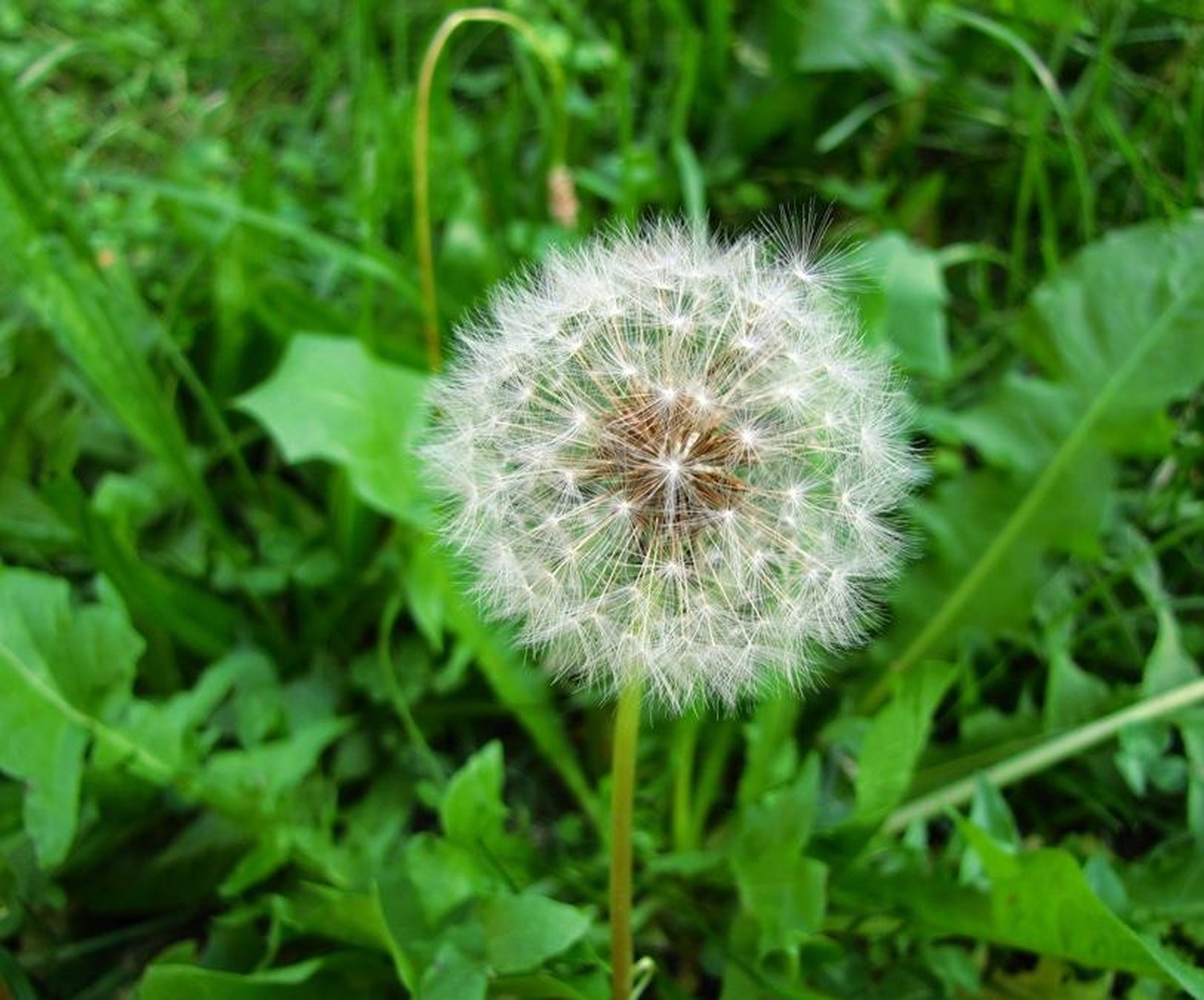 lučka by