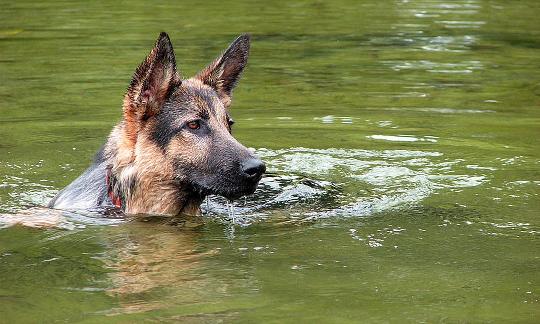 Water dog by Katarina Pavlakovič
