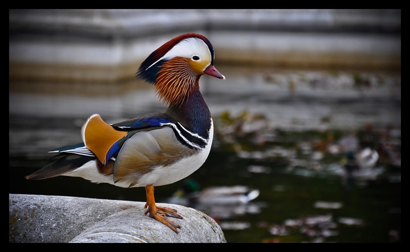ducky by Katarina Pavlakovič
