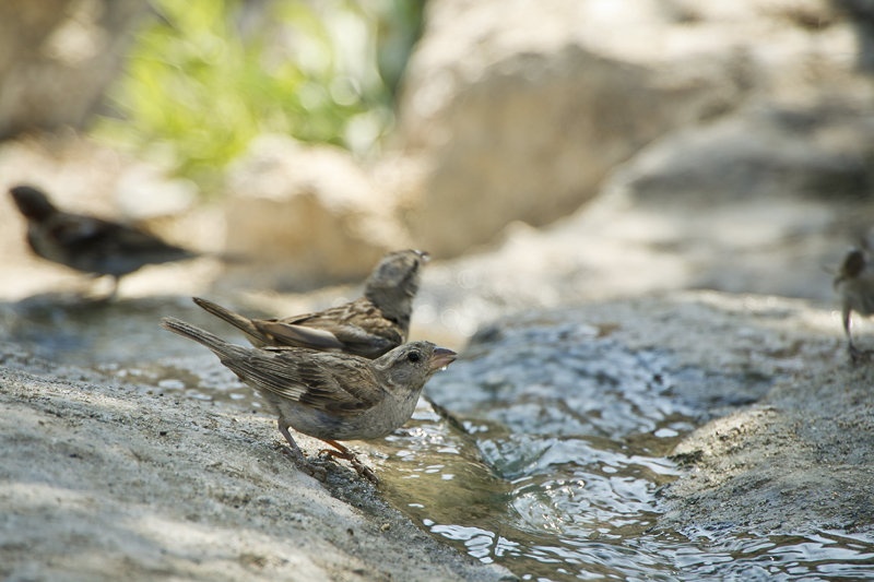 Thirst by Igor Ribič