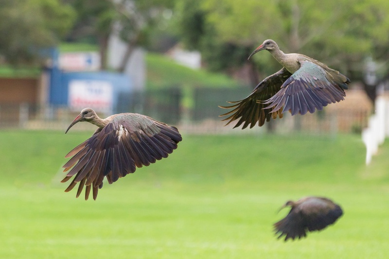 Hadada ibis (Bostrychia hagedash) by Miha R.