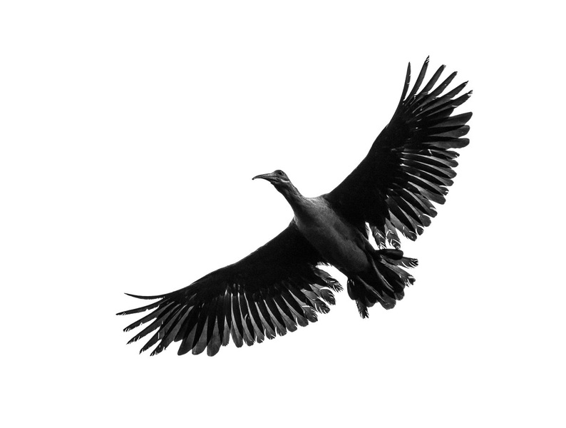 Hadada ibis (Bostrychia hagedash) by Miha R.