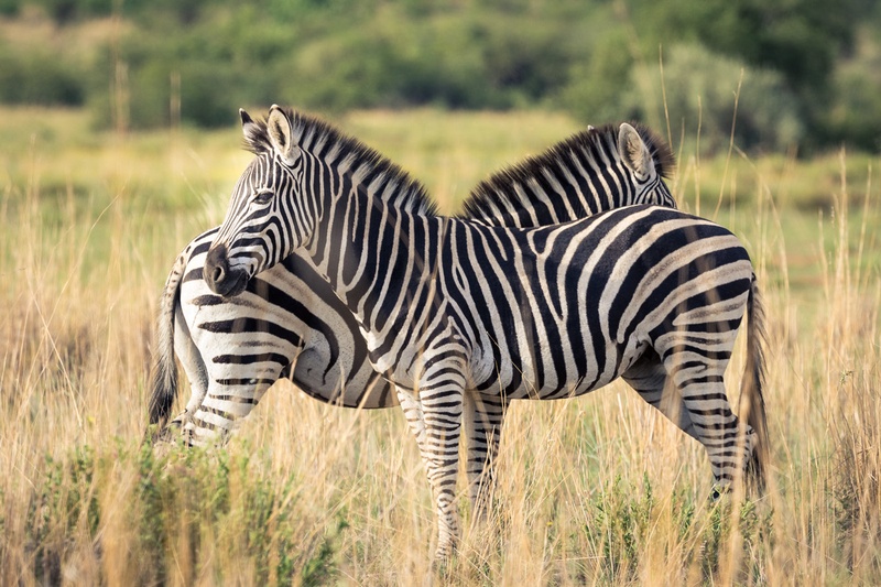 ZZebras by Miha R.
