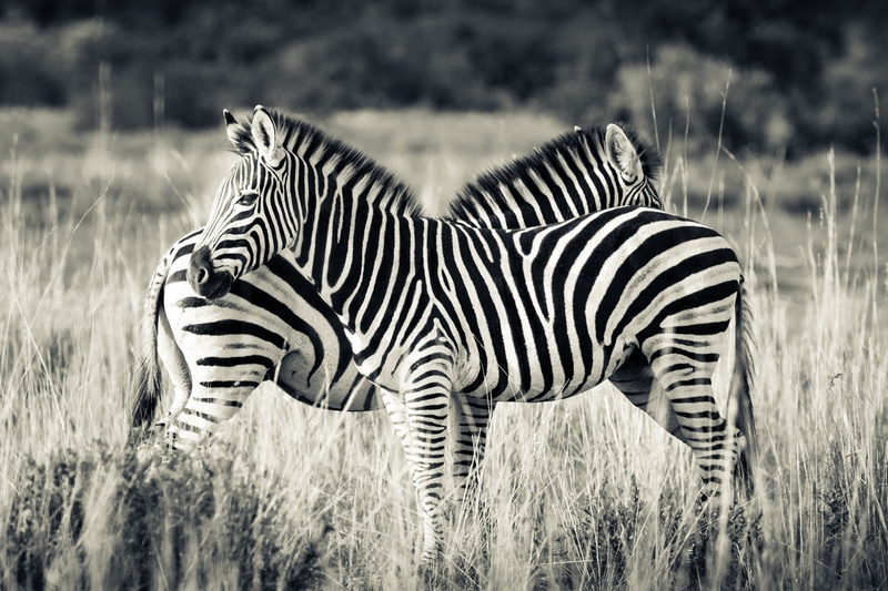 Zebra symmerty by Miha R.