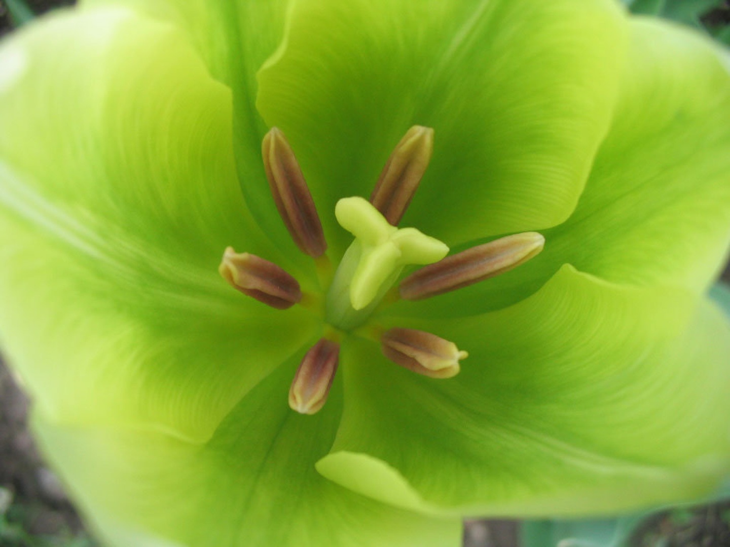 Zeleni tulipan by ifo
