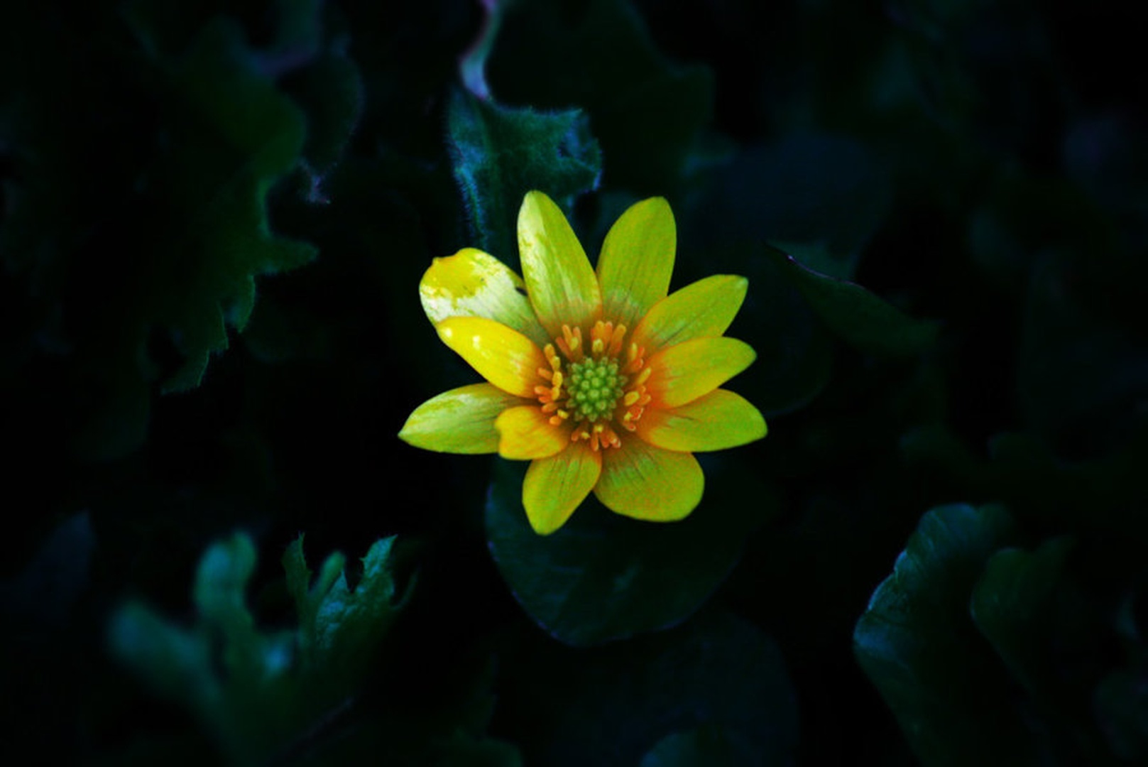 Simply Yellow by