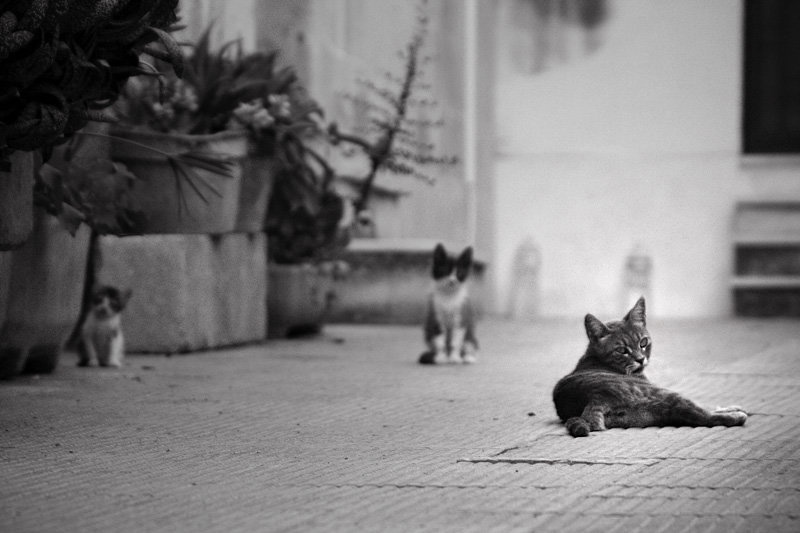 Kitties by Luka