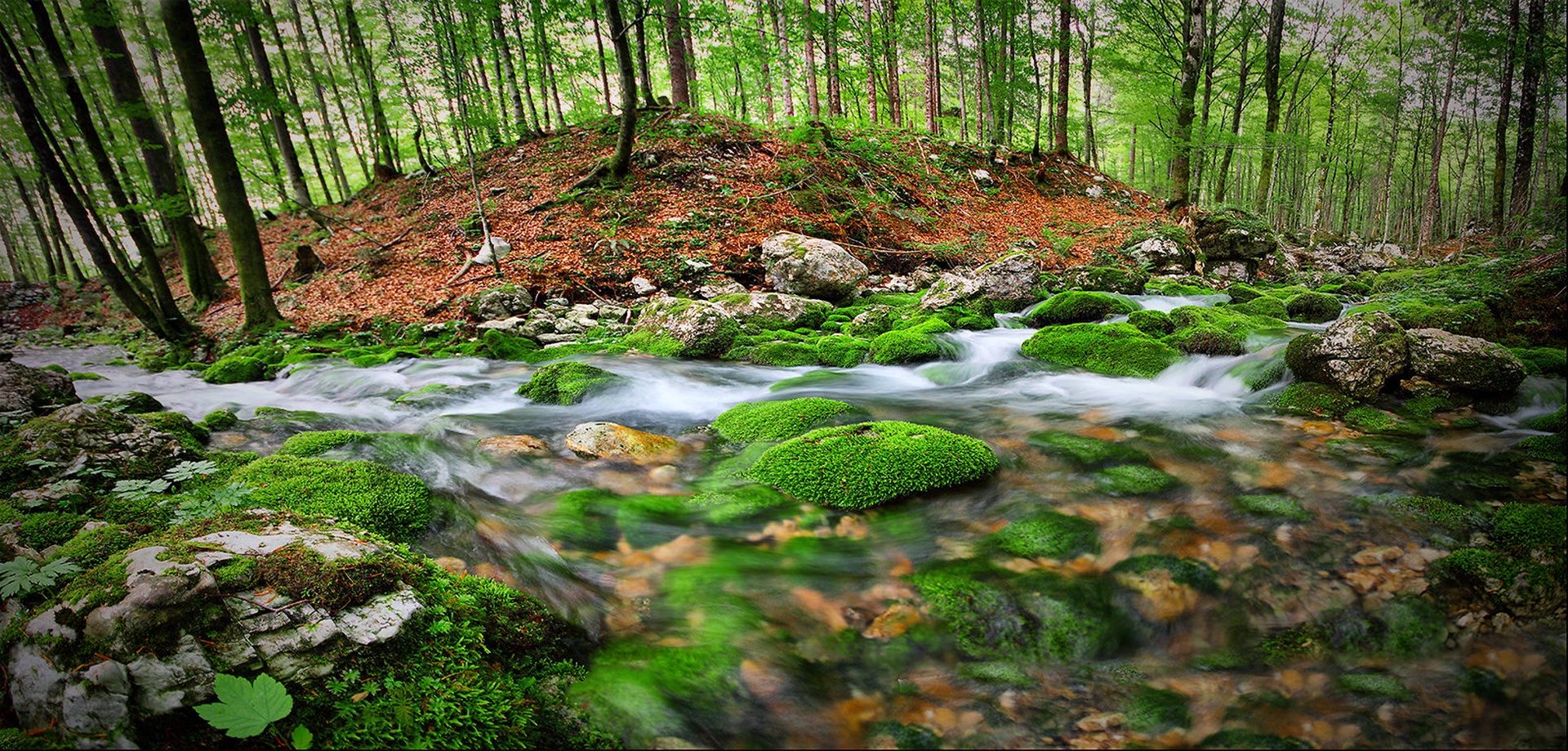 V Bohinjskih gozdovih by Boštjan Peterka