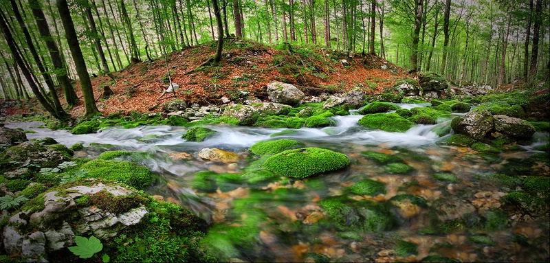 V Bohinjskih gozdovih by Boštjan Peterka