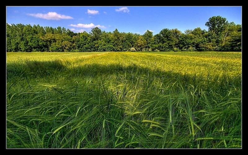 Ječmenovo polje by Boštjan Peterka