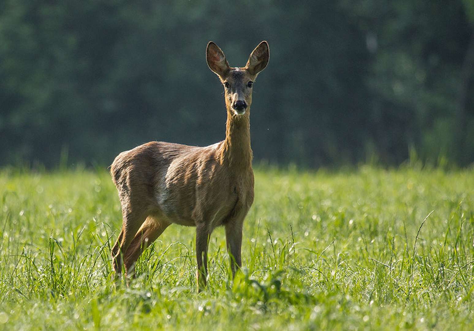 V jutranjem soncu. by Markus