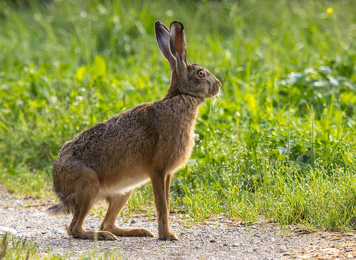 Rabbit by Markus