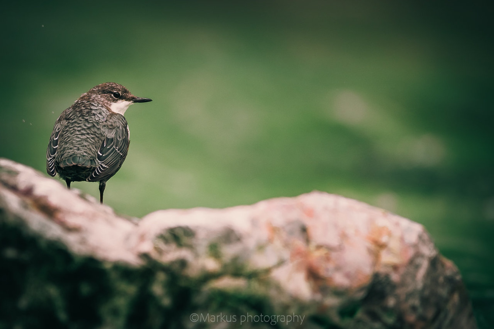 Cinclus cinclus by Markus