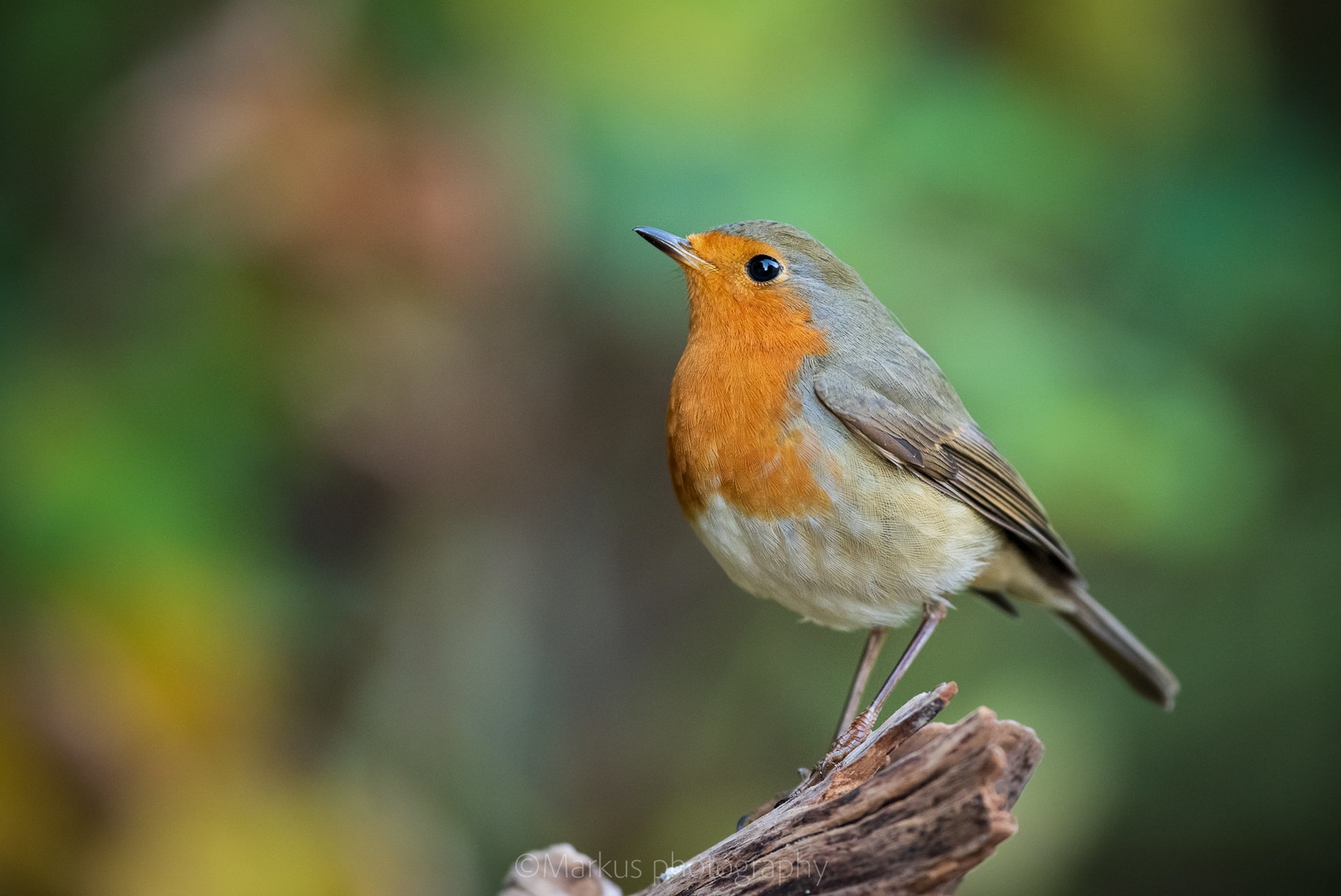 Erithacus rubecula by Markus
