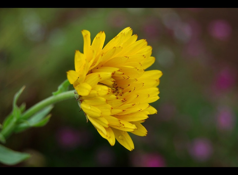 Calendula officinalis by Andreja Šušteršič