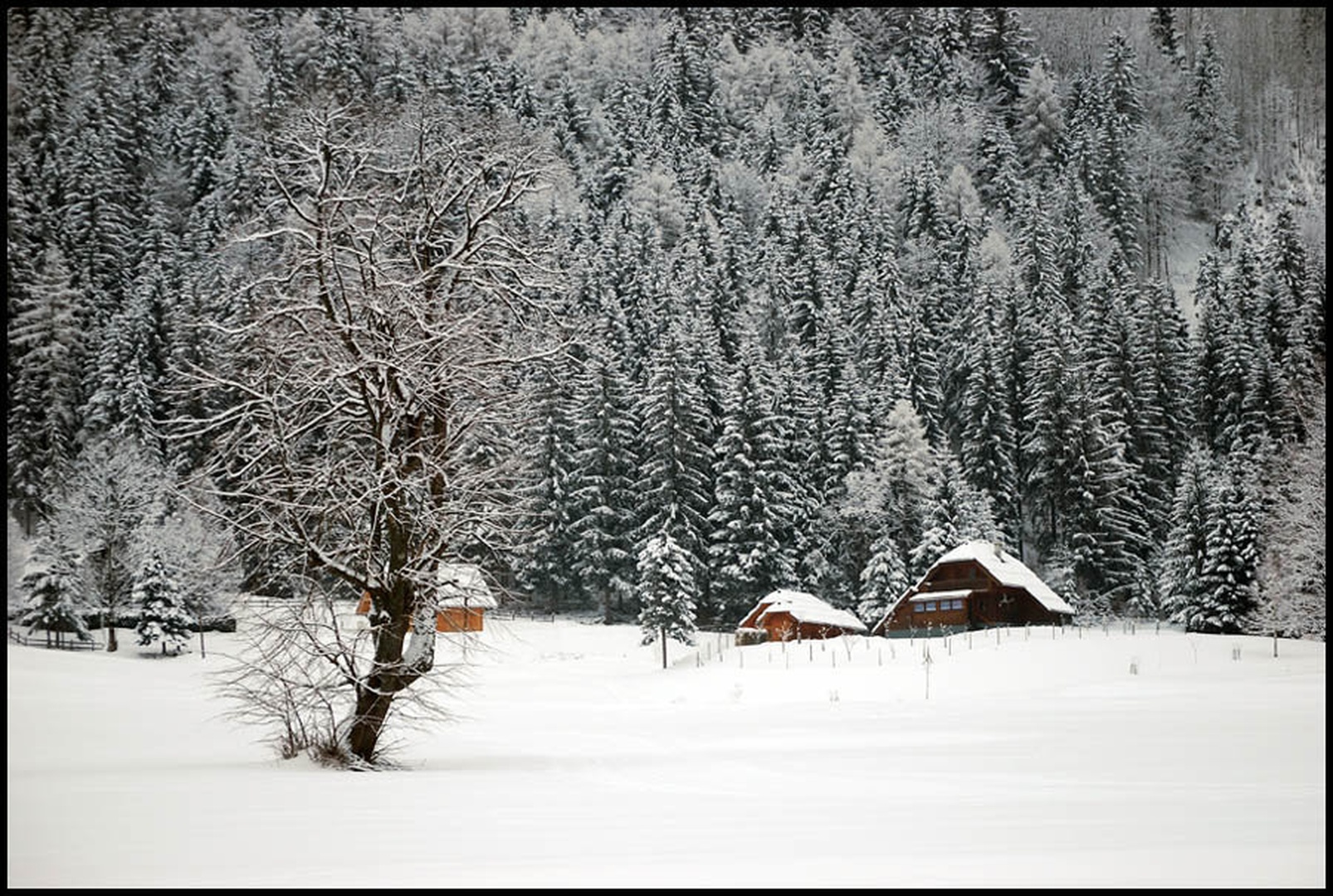 Zima, zima bela by Andreja Šušteršič
