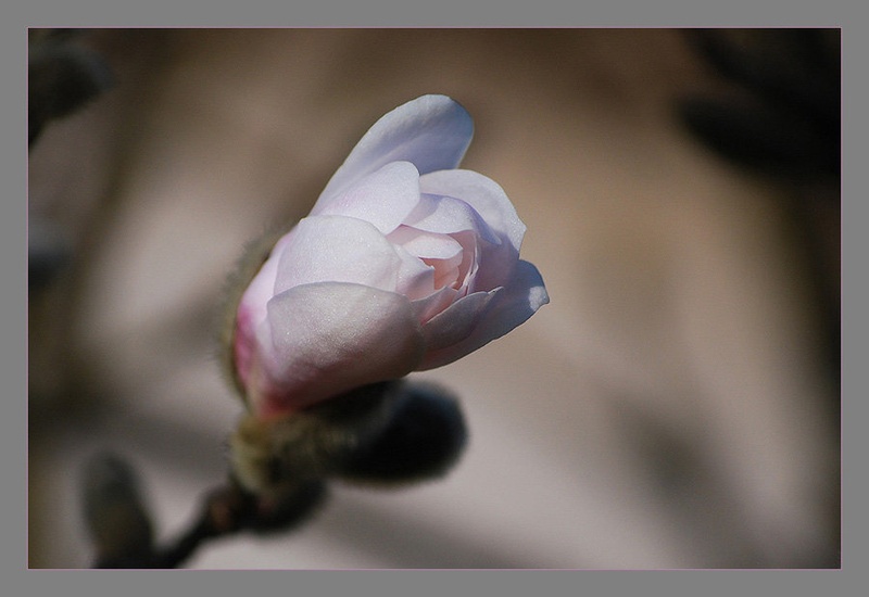 Magnolia stellata by Andreja Šušteršič