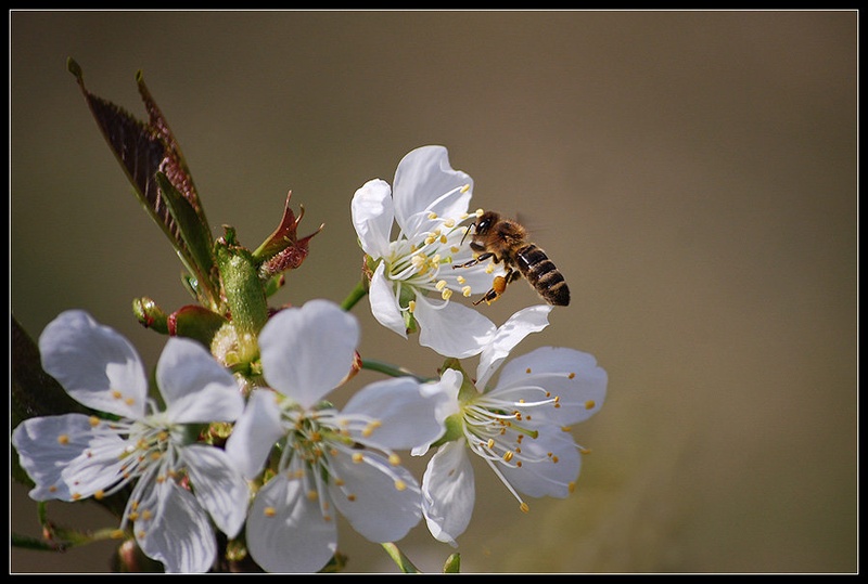 Bzzzz by Andreja Šušteršič