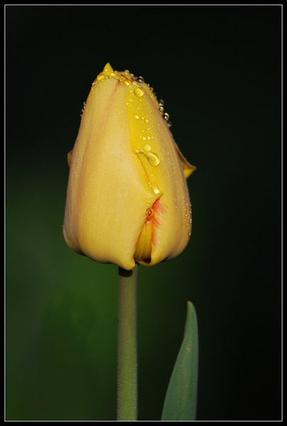 Rumeni tulipan by Andreja Šušteršič
