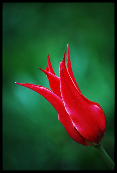 Rdeči tulipan by Andreja Šušteršič