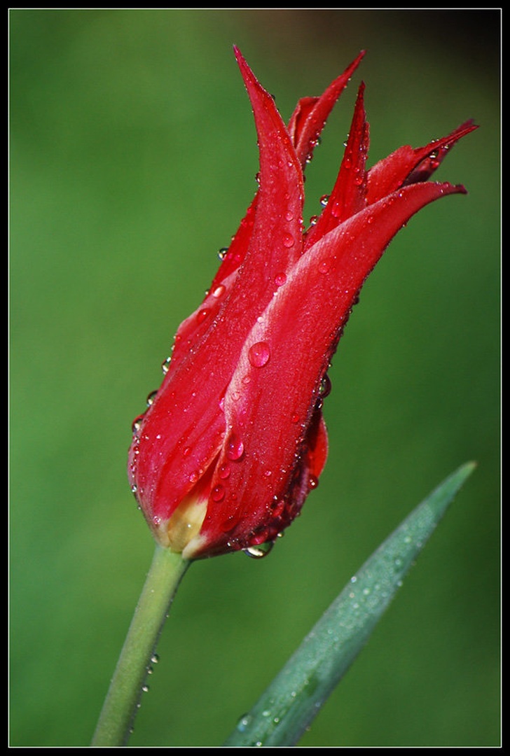 Rdeči tulipan II by Andreja Šušteršič