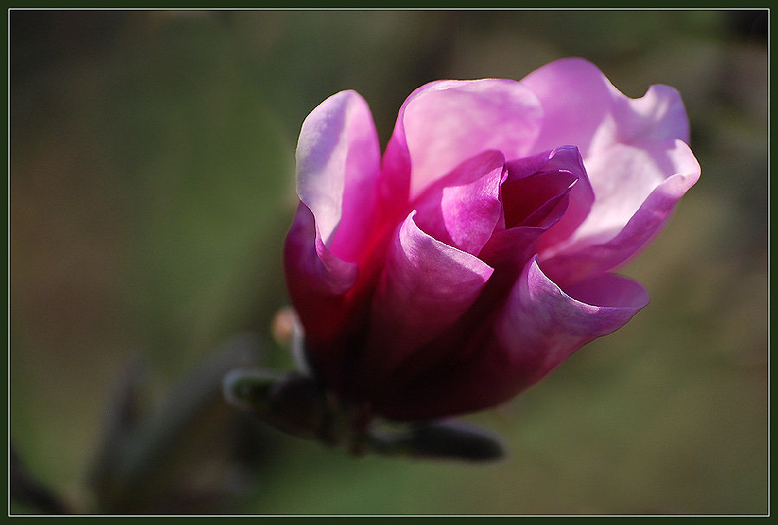 Magnolia x by Andreja Šušteršič