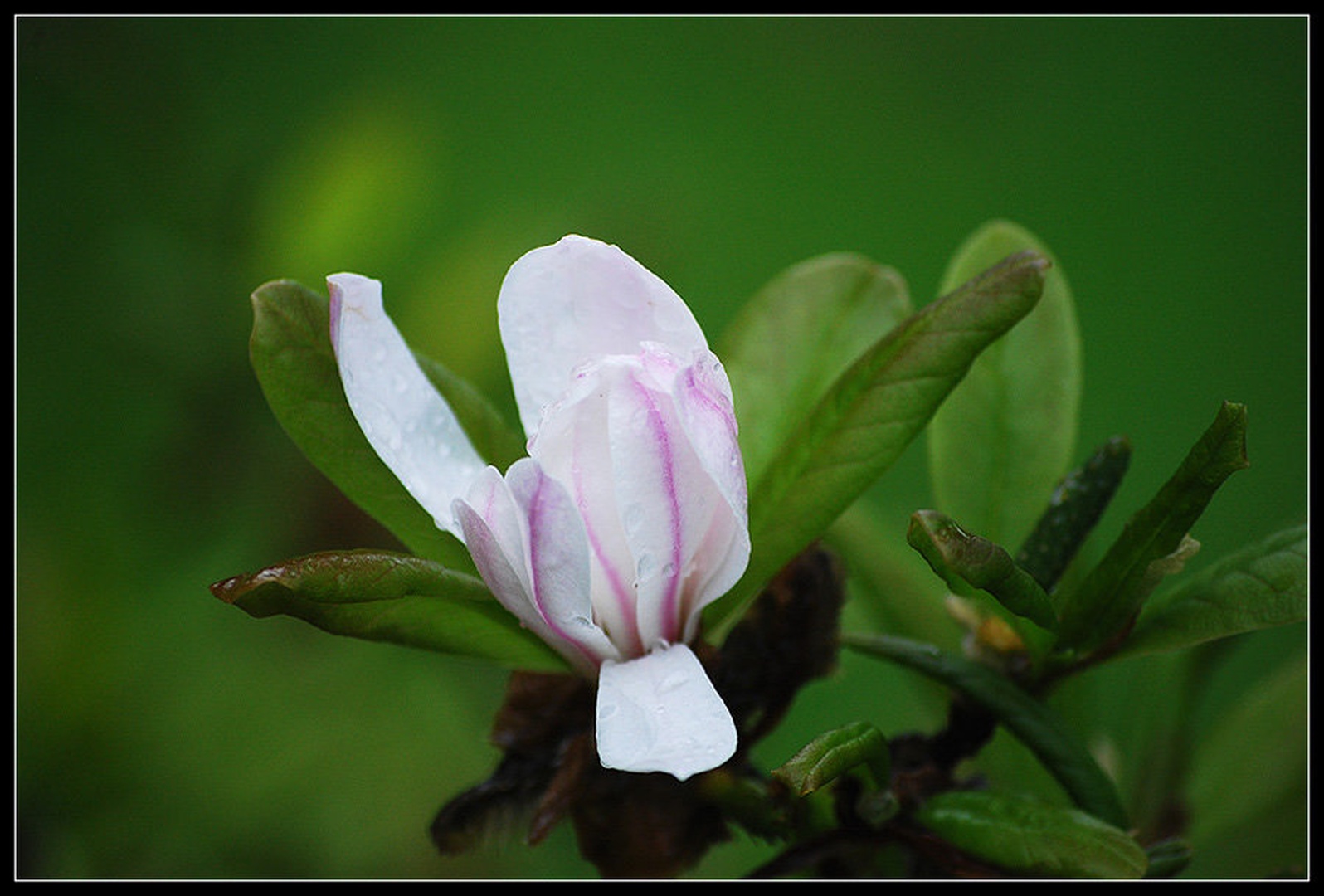 Bela magnolija by Andreja Šušteršič