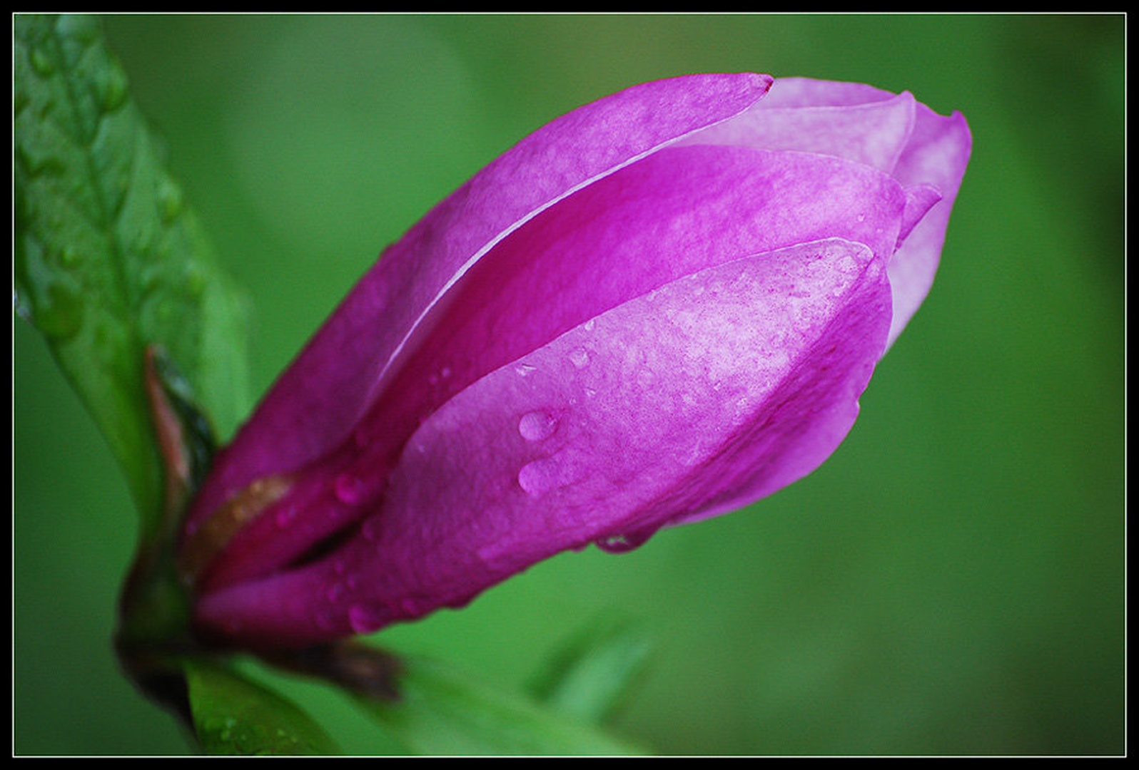 Magnolija by Andreja Šušteršič