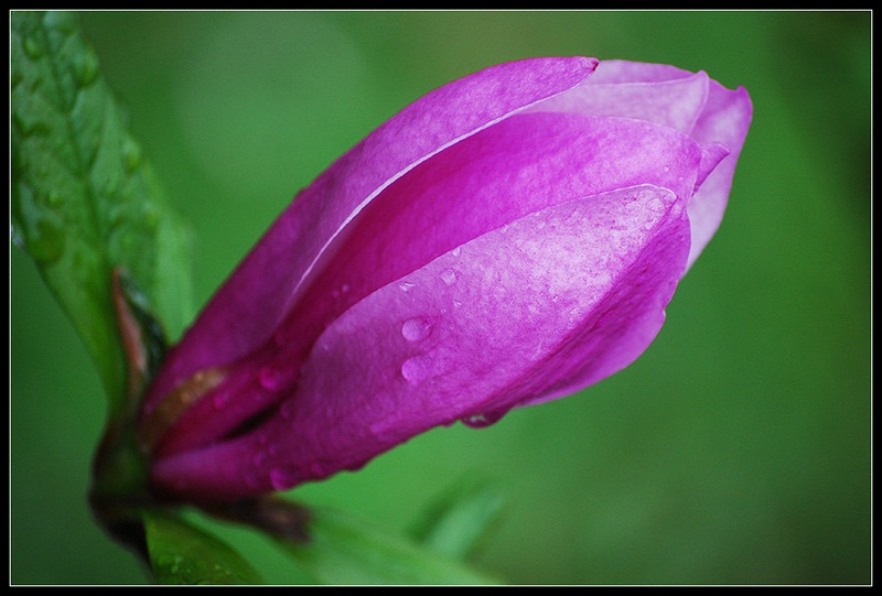 Magnolija by Andreja Šušteršič
