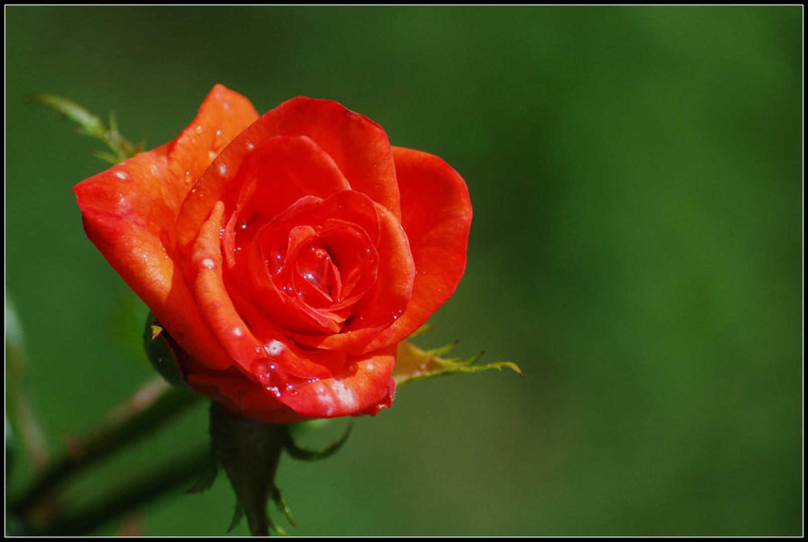 Rose by Andreja Šušteršič