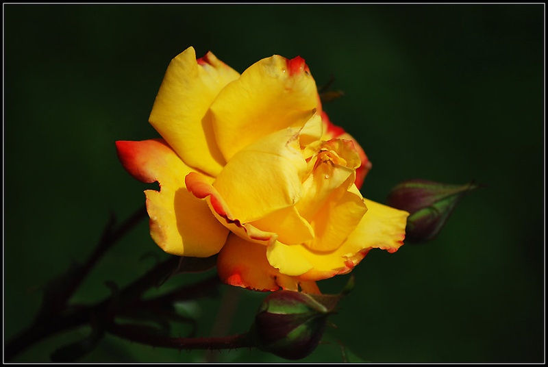 Rose II by Andreja Šušteršič