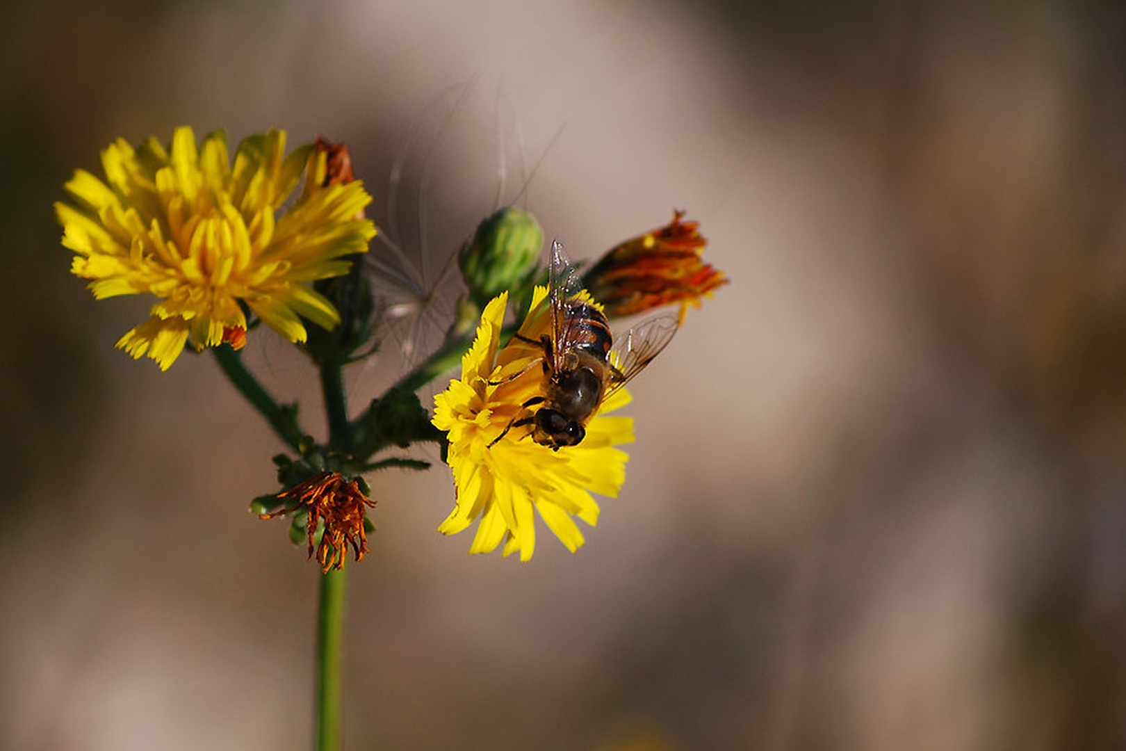 Bzzzzzz by Andreja Šušteršič