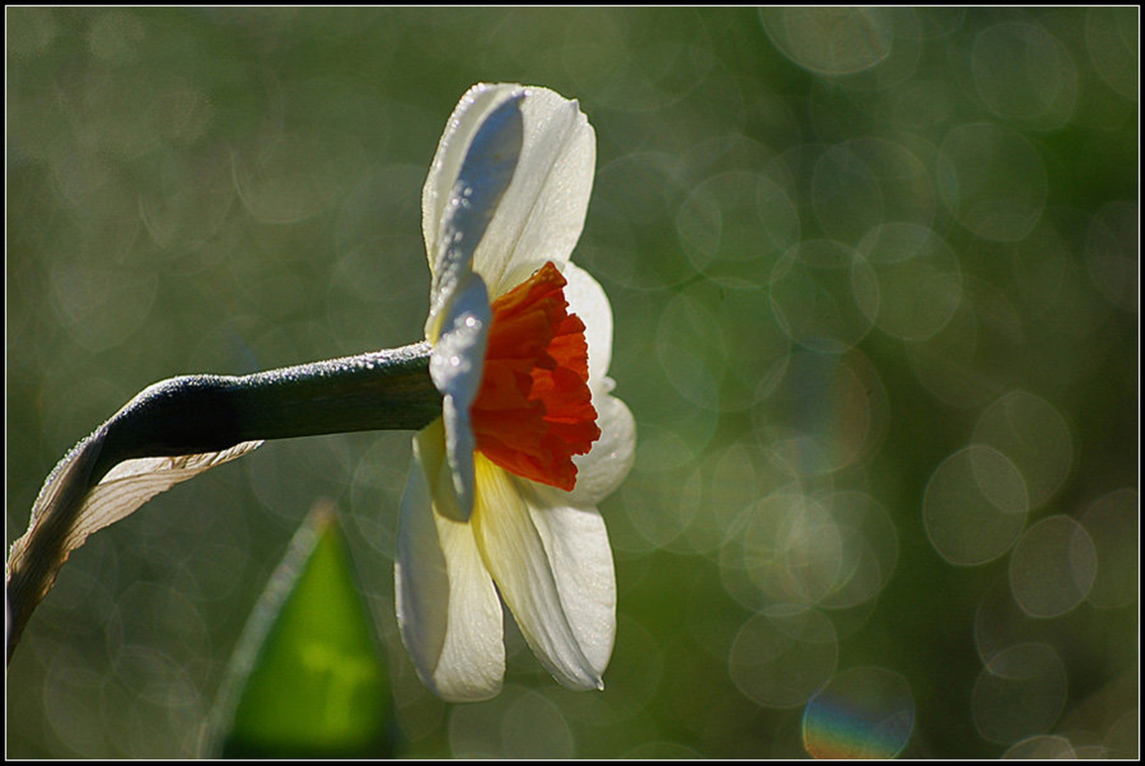 Narcis(a) by Andreja Šušteršič