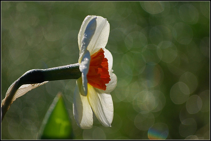 Narcis(a) by Andreja Šušteršič
