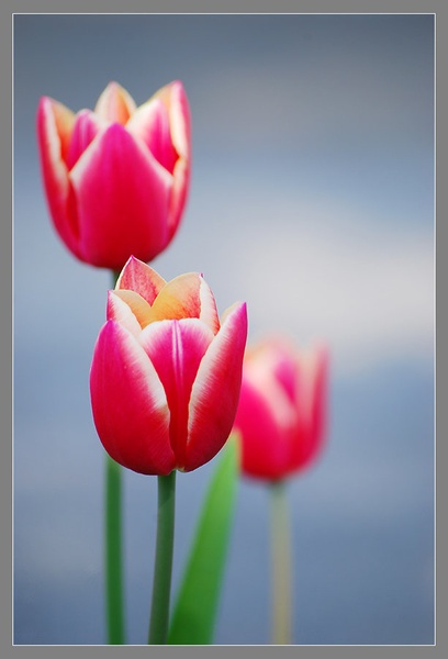 Tri tulpe by Andreja Šušteršič