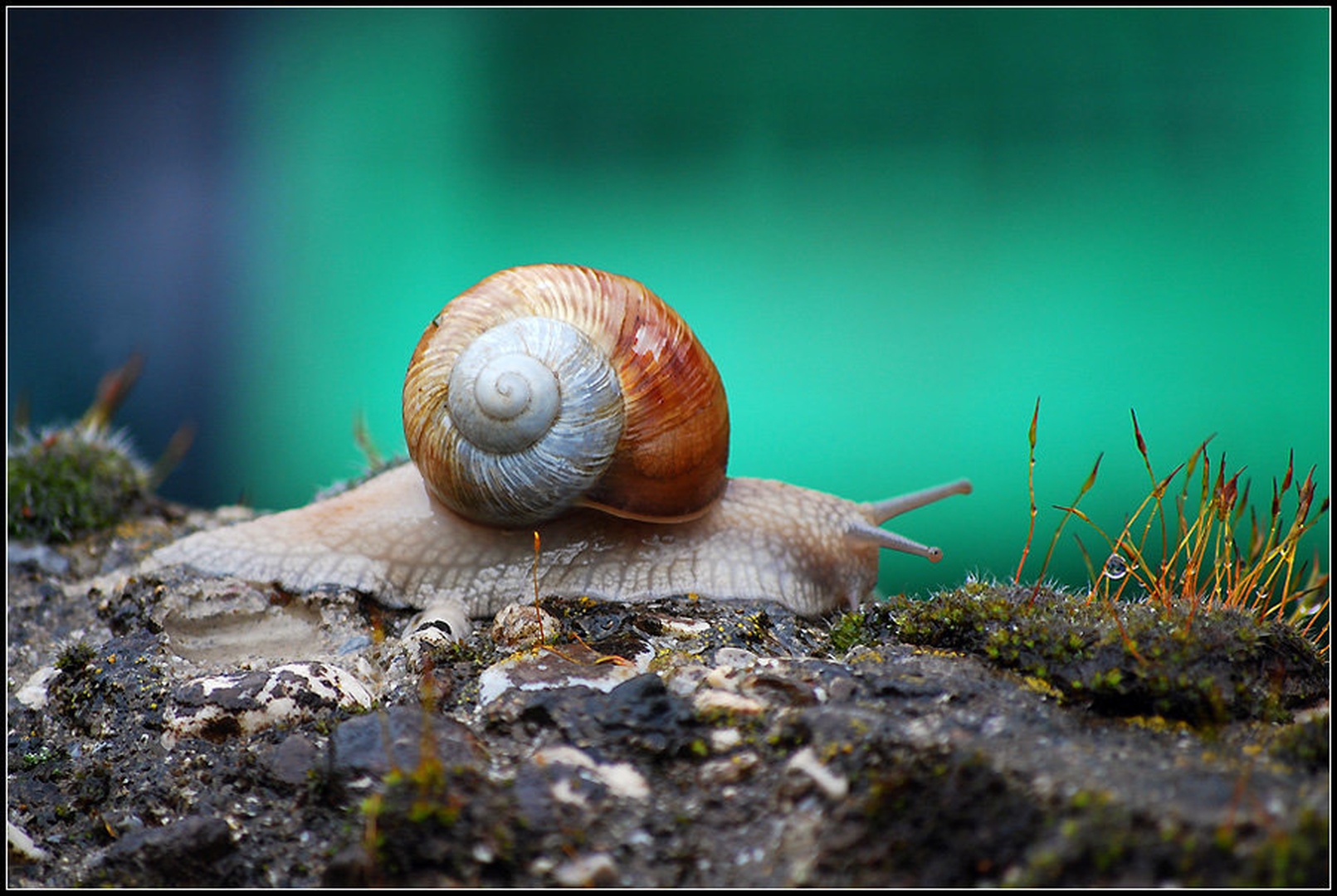 Polž II by Andreja Šušteršič