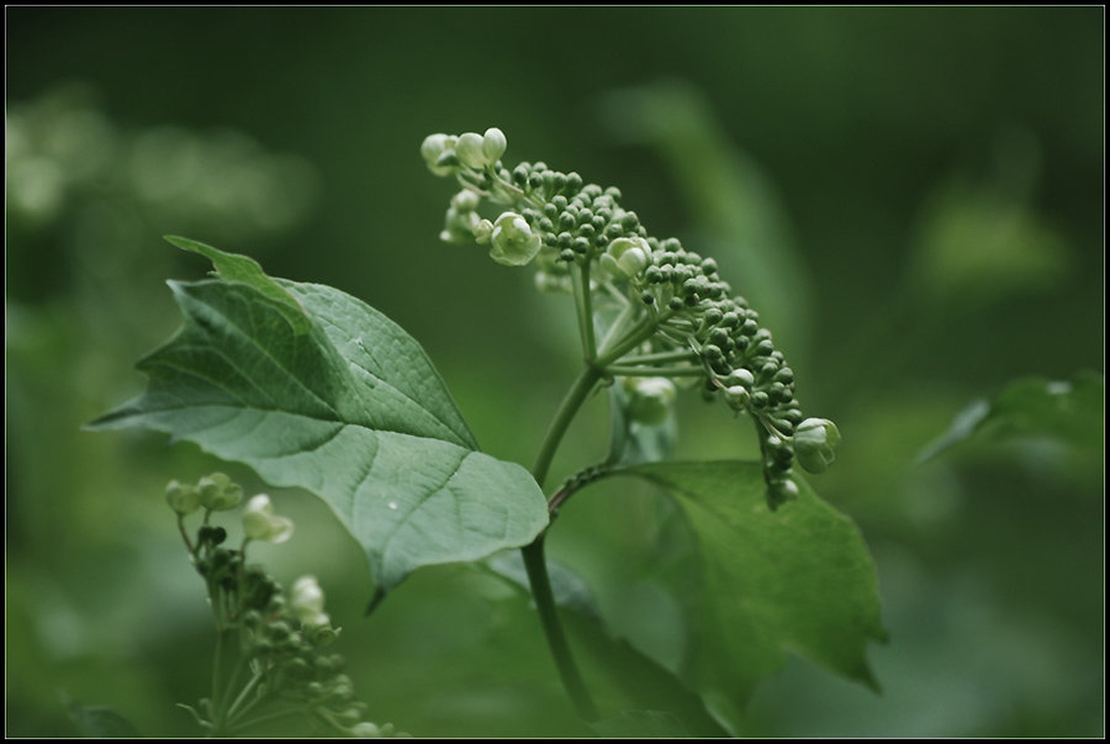 Green by Andreja Šušteršič