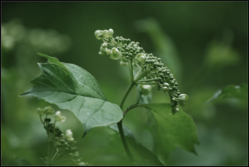 Green by Andreja Šušteršič