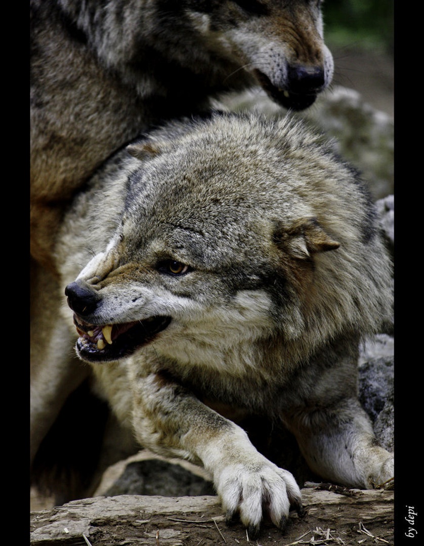 Friendship by